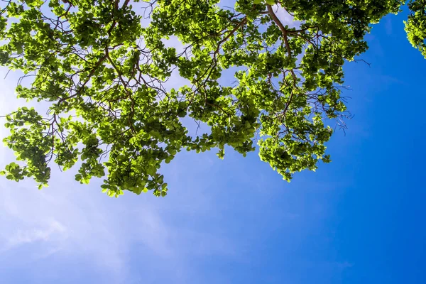 Folhas Frescura Céu Azul Fundo Luz Solar — Fotografia de Stock