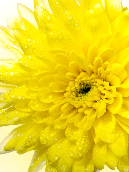 Gul Krysantemum Blomma Vit Bakgrund Genomskinliga Kronblad Ljus Bakifrån Och — Stockfoto