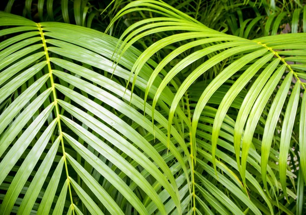 Liści Palmowych Świeżość Jako Tło Tło Zielony — Zdjęcie stockowe