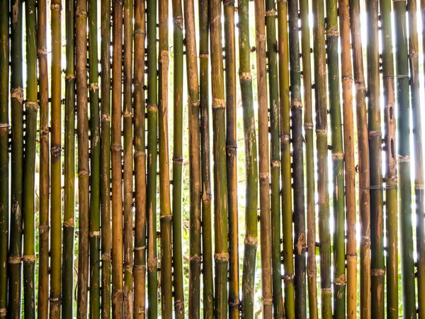 Les Arbres Éclairage Cachent Patition Bambou — Photo