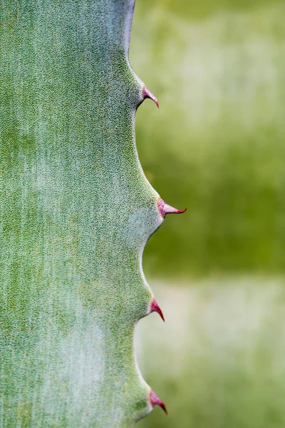 Agave Sappige Plant Close Witte Frisheid Bladeren Met Doorn Van — Stockfoto