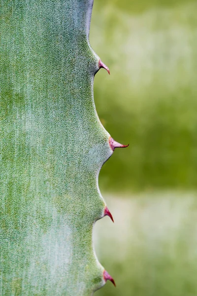 多肉植物をアガベ アガベの葉のとげで新鮮な葉に白いワックスを閉じます — ストック写真