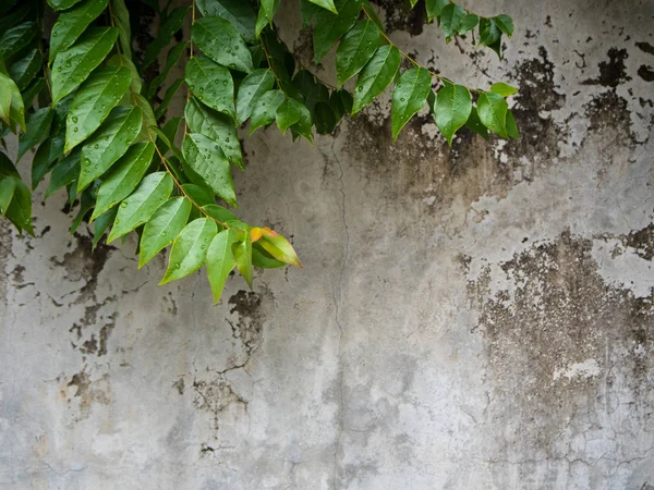 Folhas Árvore Groselha Espinhosa Estrela Fundo Parede Concreto — Fotografia de Stock