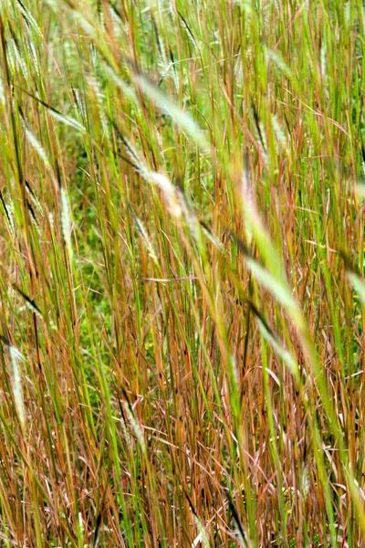 Blume Des Wirrwarrs Kopf Grasbewegung Wind — Stockfoto