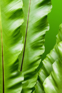 Tropikal bahçede taze ve büyük kuş yuvası eğreltiotu yapraklarını (Asplenium nidus) kapatın.
