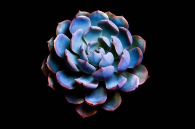 Etli bitki yakın çekim, Echeveria peacockii Subsessilis siyah arka plan, gümüş mavi üzerine beyaz balmumu bırakır
