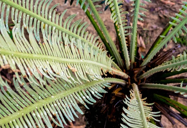 Yaprakları Damlacığı Pinnately Bileşik Yaprak Cycas Siamensis Bitki Üzerinde — Stok fotoğraf