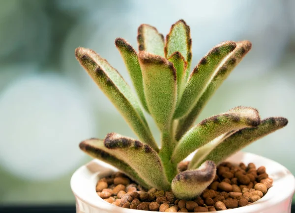 Kalanchoe Planta Suculenta Folhas Frescura Kalanchoe Tomentosa Crescer Pote Cerâmica — Fotografia de Stock