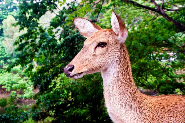 Close Shot Young Deer Head — Stock Photo, Image