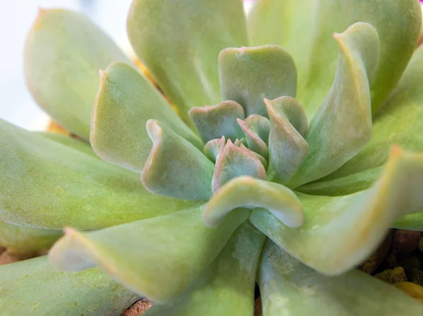 Gros Plan Sur Plante Succulente Feuilles Fraîches Gelée Cubique Echeveria — Photo