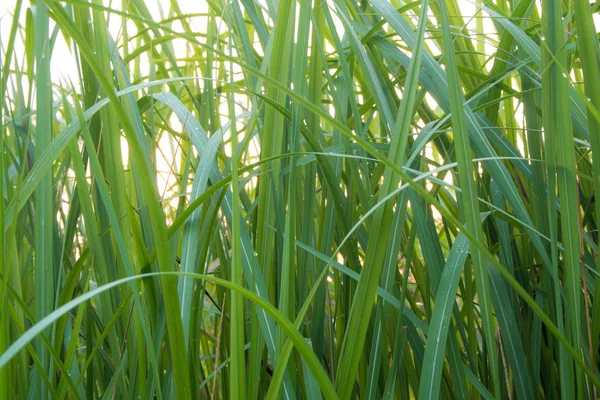 Freshness Verdant Green Vetiver Grass Blade Jungle — Stock Photo, Image