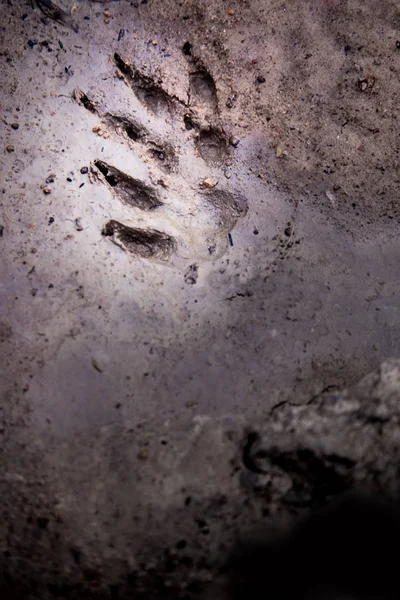 Wild animal footprint tread on soft soil ground
