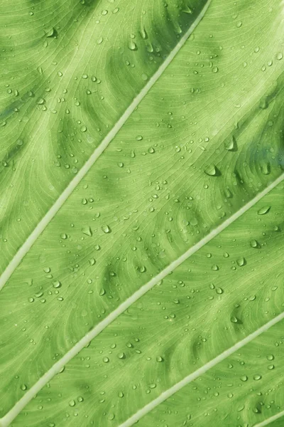 Büyük Caladium Dev Taro Nun Taze Yaprağı — Stok fotoğraf