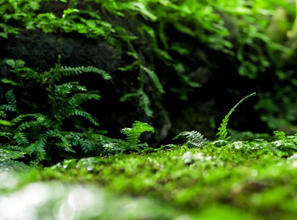 在地板上长有水滴的新鲜绿色苔藓和蕨叶的特写 — 图库照片