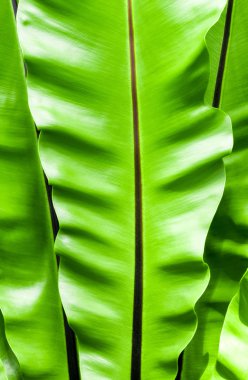 Tropikal bahçede taze ve büyük kuş yuvası eğreltiotu yapraklarını (Asplenium nidus) kapatın.