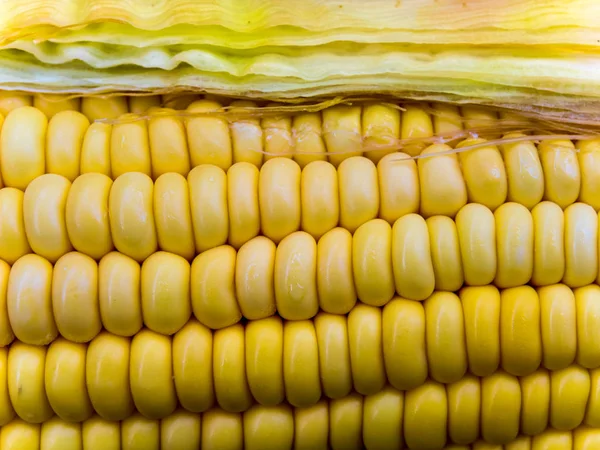 Textur Von Rohem Maiskolben — Stockfoto