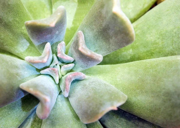 Etli bitki yakın çekim, tazelik kübik Frost Echeveria Topsy Turvy bırakır.