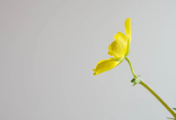 Flor Amarilla Pequeña Maleza Caltrops Flor Aislada Sobre Fondo Gris —  Fotos de Stock