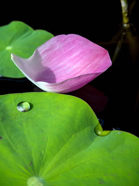 Water Dew Lotus Leaf — Stock Photo, Image