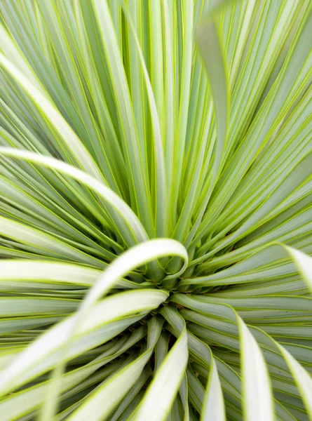 Soft and narrow leaf of Agave succulent plant, Agave Yucca Linearis, freshness leaves with thorn of Linear-Leaf Yucca