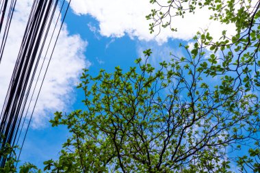 Gökyüzüne ağacının altında bak