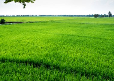 Pirinç alan sahne Tayland, yeşil arka plan