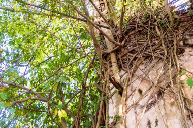 Birçok banyan ağacı kökleri eski Budist ana salonunun duvarına asılır.