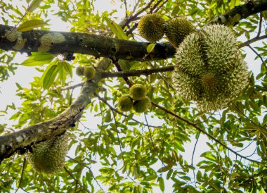 Ağaç meyve üzerinde büyük durian