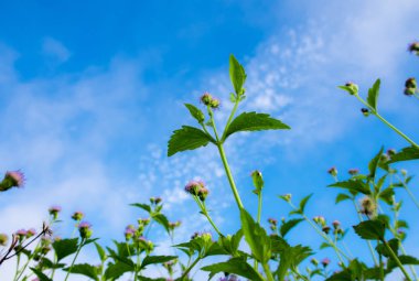 Keçi ot ve mavi gökyüzü arka plan, karınca bakışı küçük çiçek