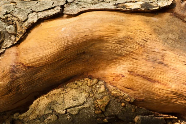 Nahaufnahme Von Alten Baumstumpf Textur Von Holz — Stockfoto