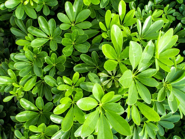 Listy Rostliny Jako Pozadí Textury — Stock fotografie