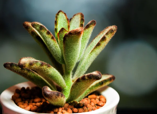 Kalanchoe Zamatos Növény Kalanchoe Tomentosa Friss Levelei Nőnek Kerámia Edényben — Stock Fotó