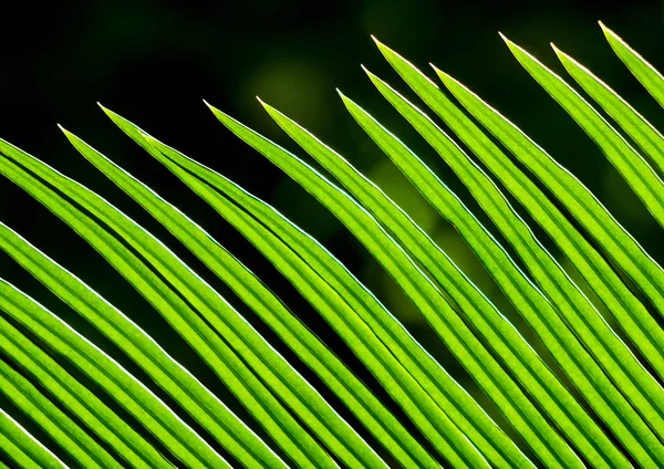 Frondes Folhas Pinnately Compostas Cycas Revoluta Thunb Planta — Fotografia de Stock