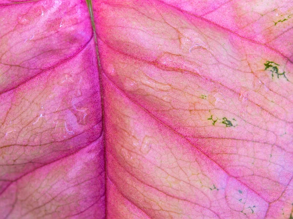 Textura Cor Rosa Folha Syngonium Podophyllum — Fotografia de Stock