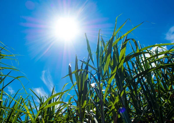 stock image Sunlight and blue sky over the Sugarcane farm