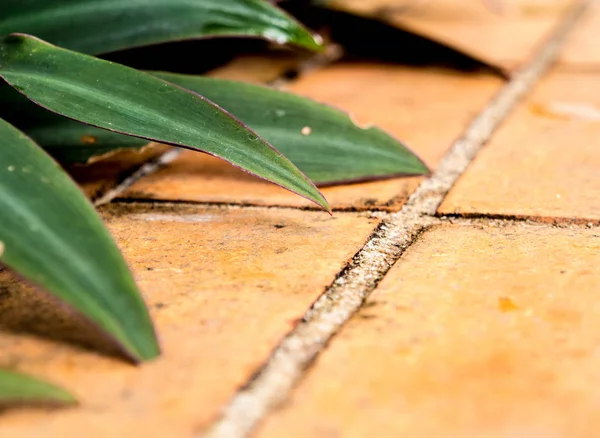 観葉植物 陶器のタイル張りの床 — ストック写真