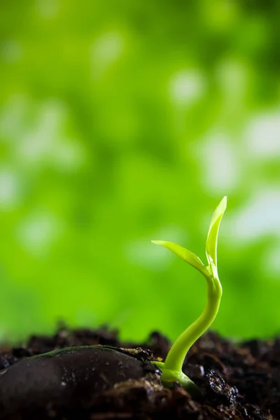 Frescura Nova Vida Que Cresce Partir Sementes Folhas Mudas Plantas — Fotografia de Stock