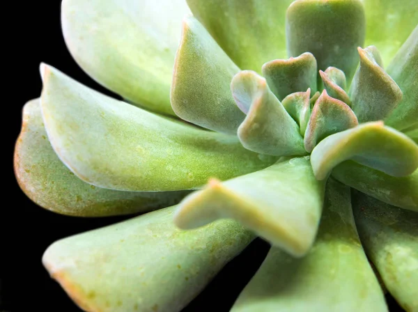 Nedvdús Növény Közelről Frissesség Levelei Köbméter Fagy Echeveria Topsy Turvy — Stock Fotó