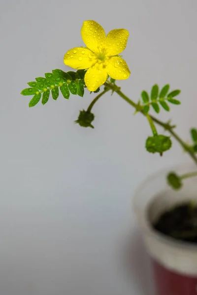 小さな Caltrops 灰色の背景に分離の花の黄色の花 — ストック写真
