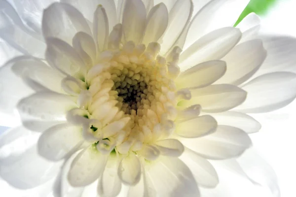 Flor Crisantemo Blanco Sobre Fondo Blanco Profundidad Campo Poco Profunda —  Fotos de Stock