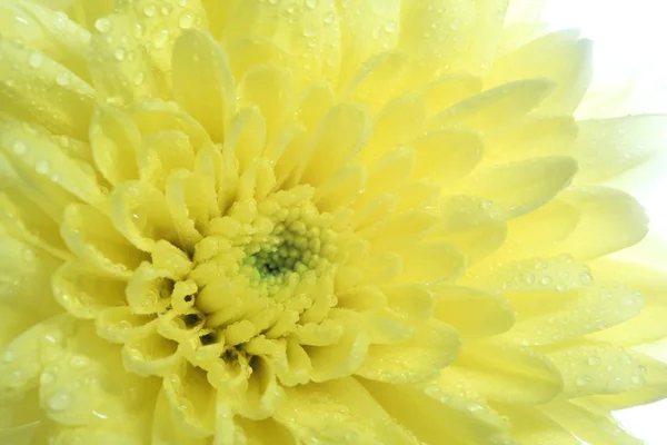 Gul Krysantemum Blomma Vit Bakgrund Genomskinliga Kronblad Ljus Bakifrån Och — Stockfoto