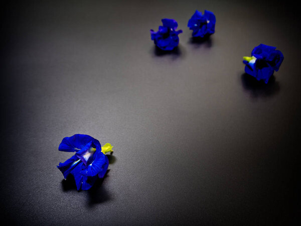 Blue color petal of Butterfly Pea flower