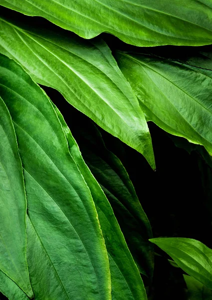 Horní Pohled Plnou Svěžest Rámu Tropické Listí Povrchové Textury Tmavém — Stock fotografie