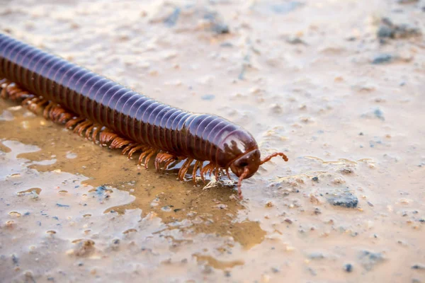 Siamese Pointy Tail Millipede Rastejando Solo Molhado — Fotografia de Stock