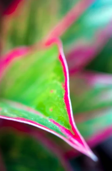 Close Detail Jelas Merah Dan Hijau Warna Pada Permukaan Daun — Stok Foto