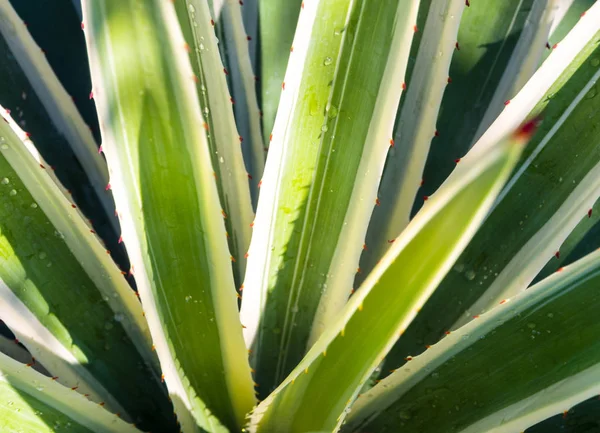 Sharp Thorn Leaf Agave Succulent Plant Agave Maguey Freshness Leaves — Stock Photo, Image