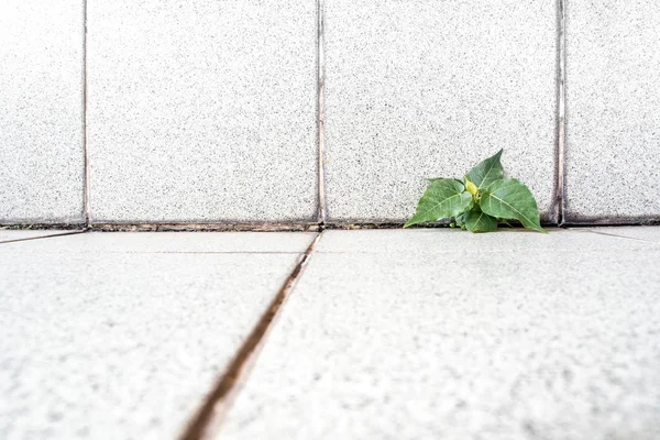 Маленькое баньянское дерево, растущее в здании — стоковое фото