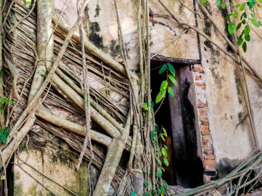 Banyan ağaçlarının birçok kökleri eski buddhis duvar etrafında tutturmak