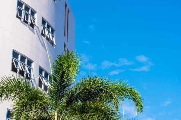 Cielo azul con el edificio blanco y la palmera — Foto de Stock