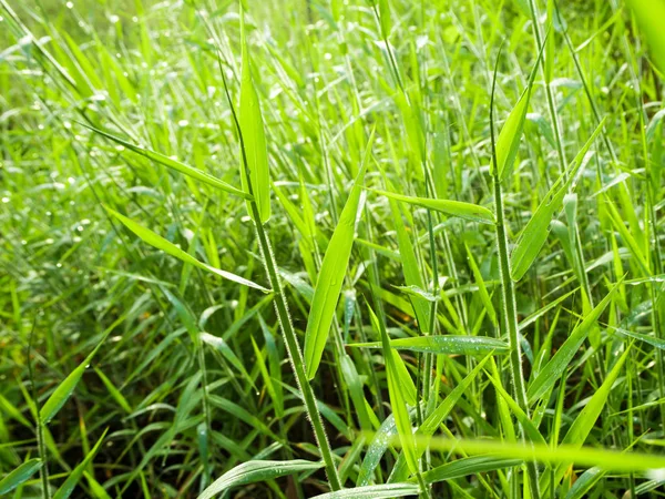 Fräschör gräs i landsbygden gräsmark — Stockfoto